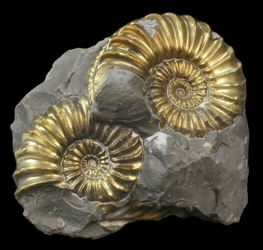 Pyritized Pleuroceras Ammonite Cluster - Germany #42769